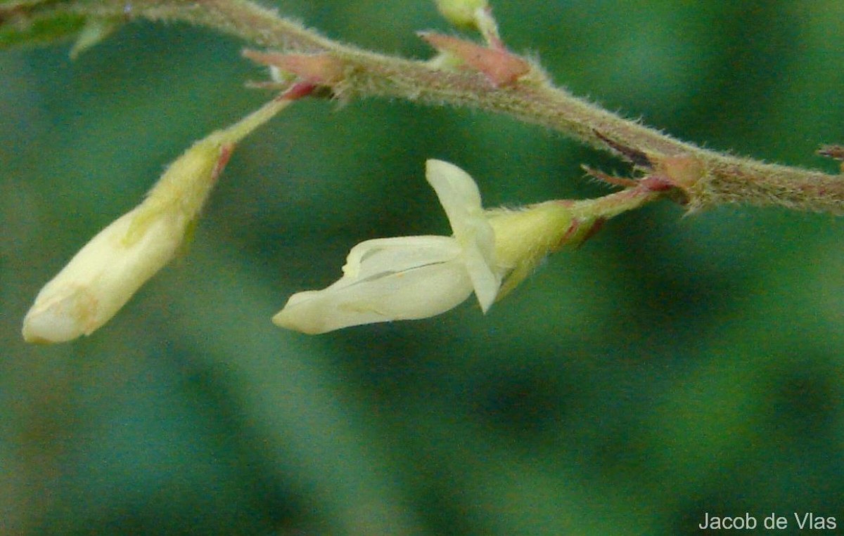 Phyllodium pulchellum (L.) Desv.